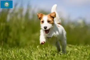 Read more about the article Jack Russell breeders and puppies in South Dakota