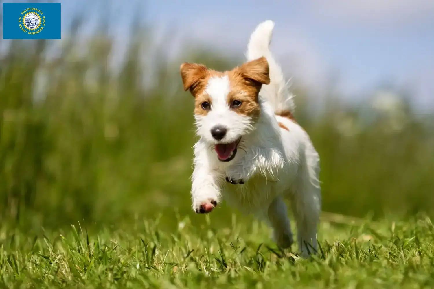Jack Russell puppies and breeders South Dakota Find Jack Russell breeders in South Dakota.