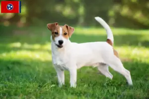 Read more about the article Jack Russell breeders and puppies in Tennessee