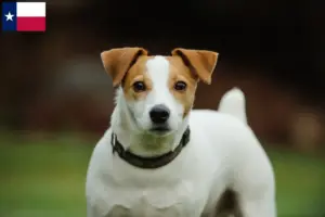 Read more about the article Jack Russell breeders and puppies in Texas