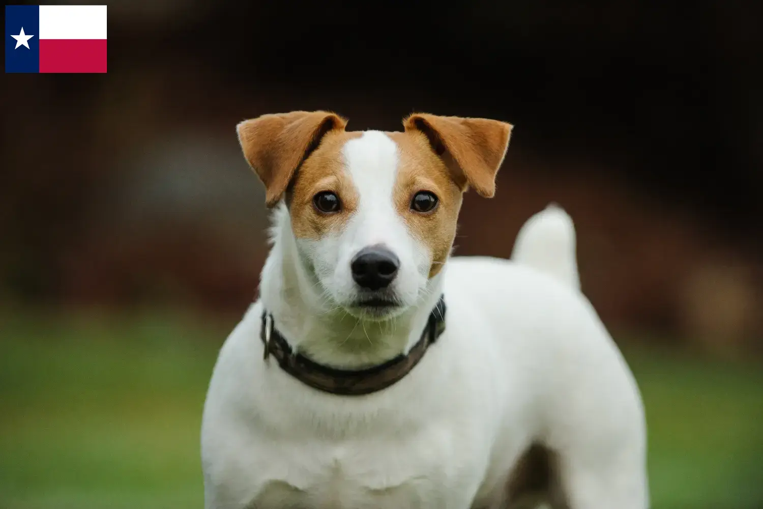 Jack Russell puppies and breeders Texas Find Jack Russell breeders in Texas here.
