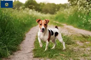 Read more about the article Jack Russell breeders and puppies in Vermont