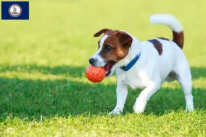 Read more about the article Jack Russell breeders and puppies in Virginia