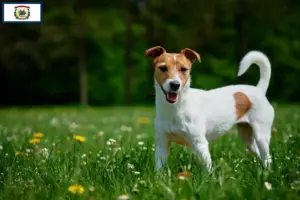 Read more about the article Jack Russell breeders and puppies in West Virginia
