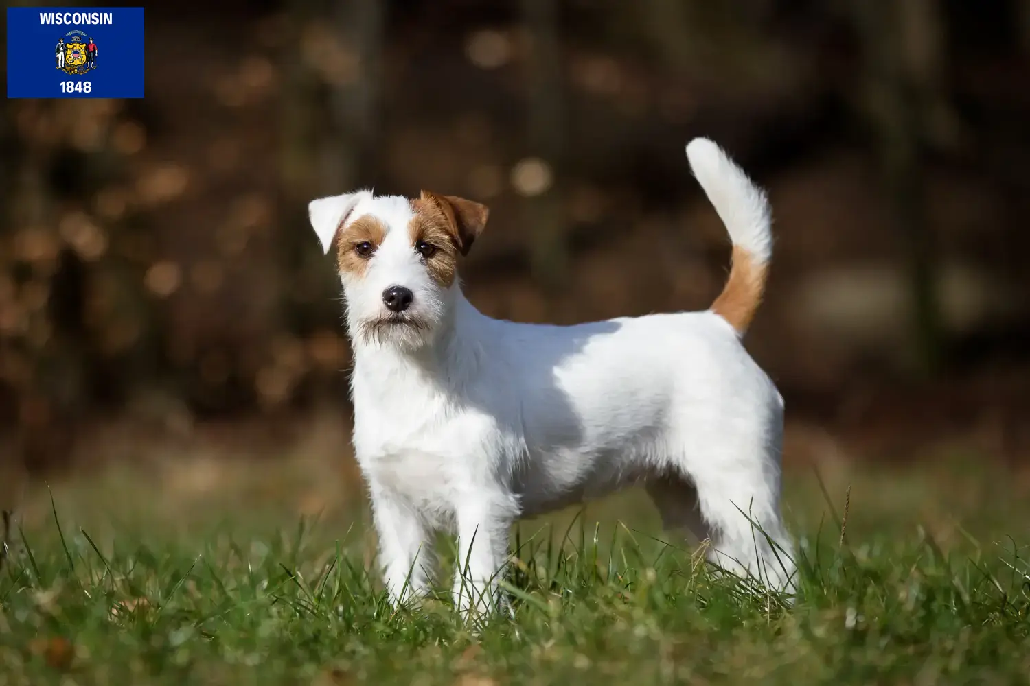 Jack Russell puppies and breeders Wisconsin Find Jack Russell breeders in Wisconsin.
