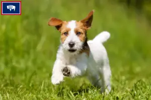 Read more about the article Jack Russell breeders and puppies in Wyoming