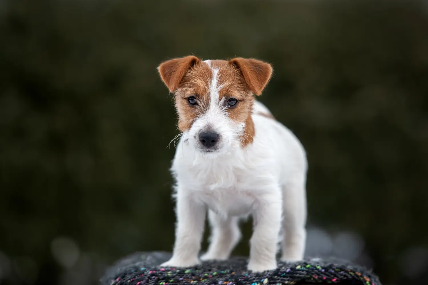 Buying a Jack Russell puppy means taking responsibility! Buy Jack Russell puppies.