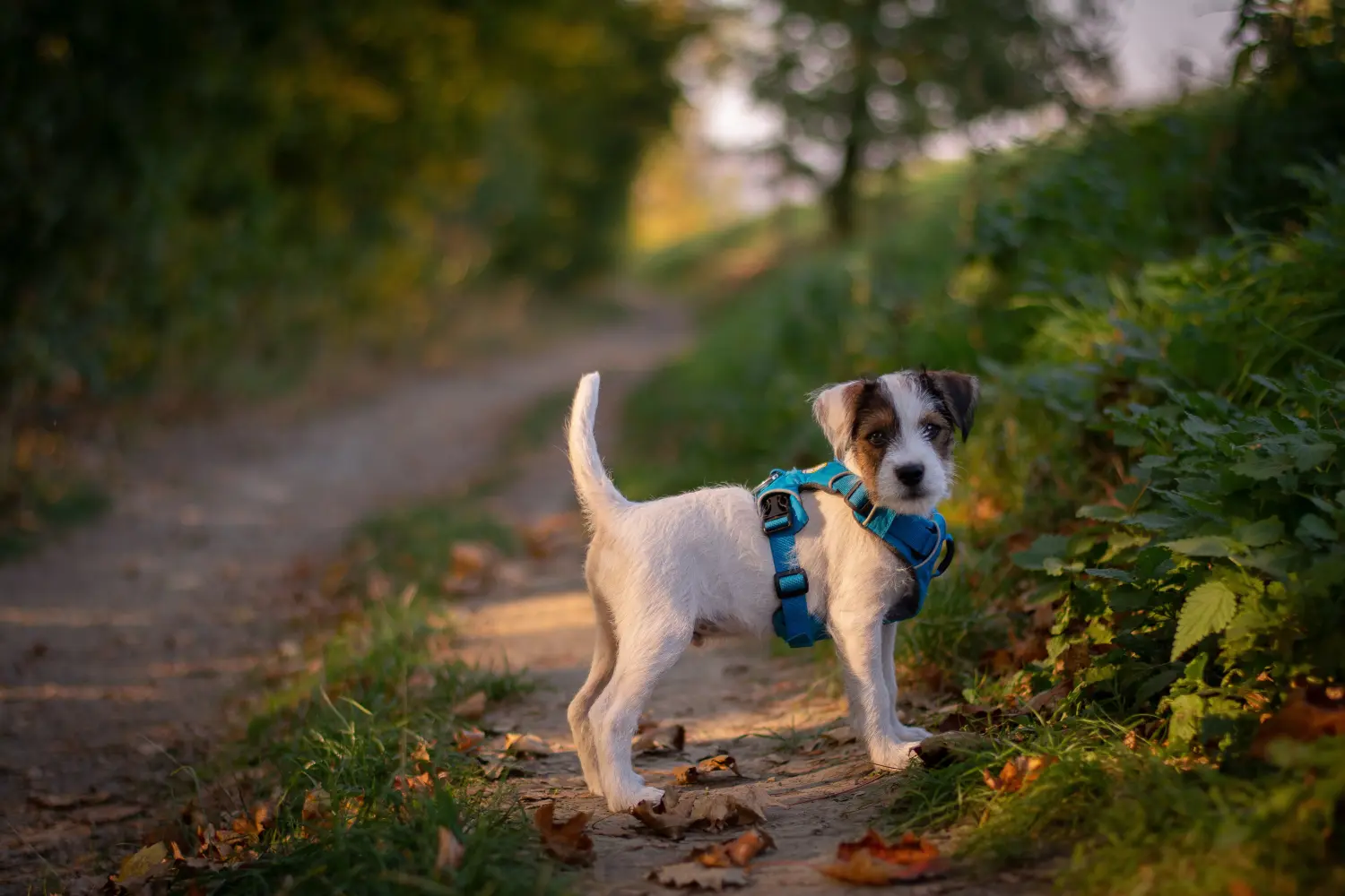 Buying a Jack Russell puppy means taking responsibility! Buy Jack Russell puppies.