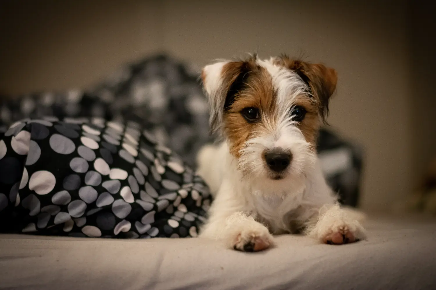 Buying a Jack Russell puppy means taking responsibility! Buy Jack Russell puppies.