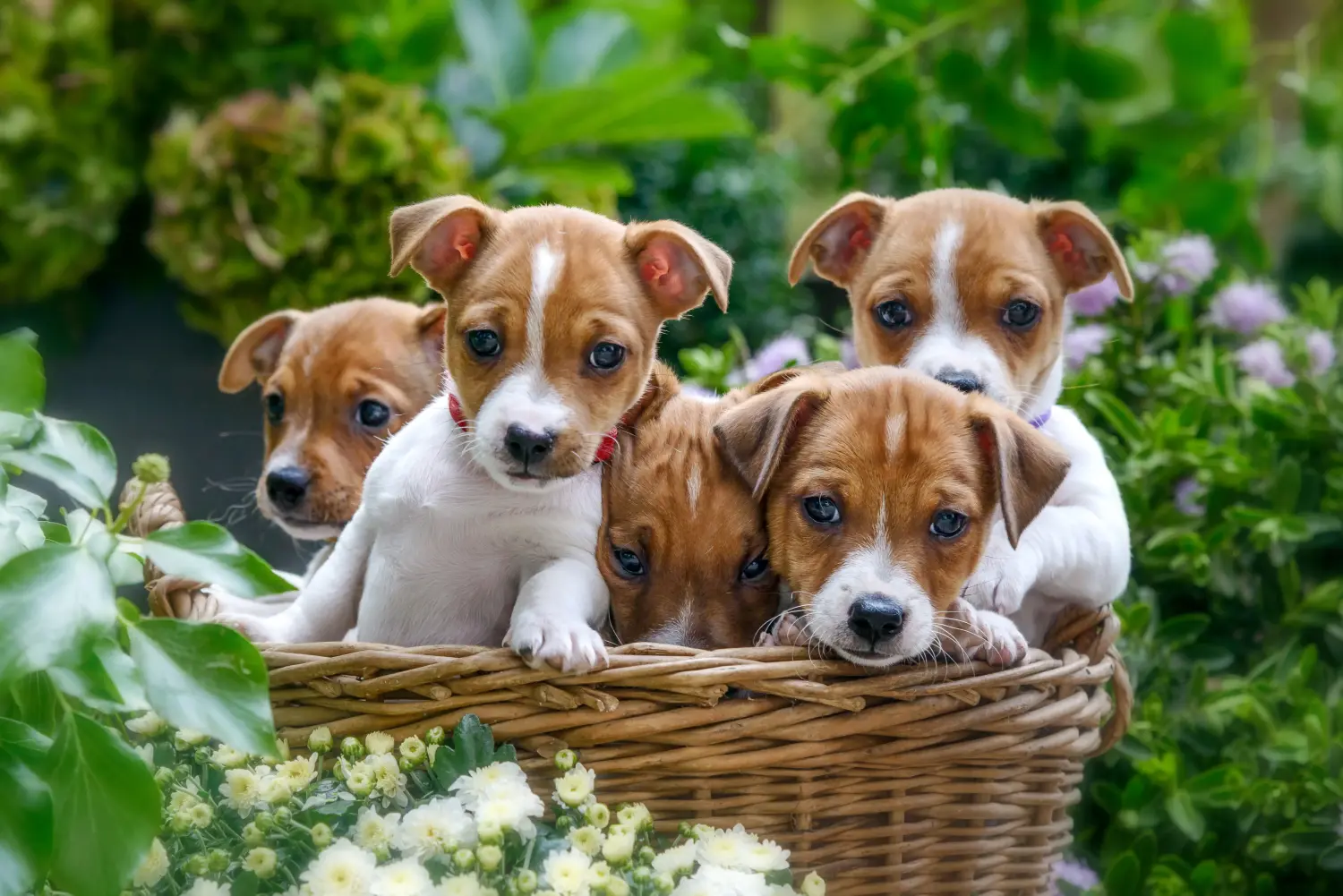 Buying a Jack Russell puppy means taking responsibility! Buy Jack Russell puppies.