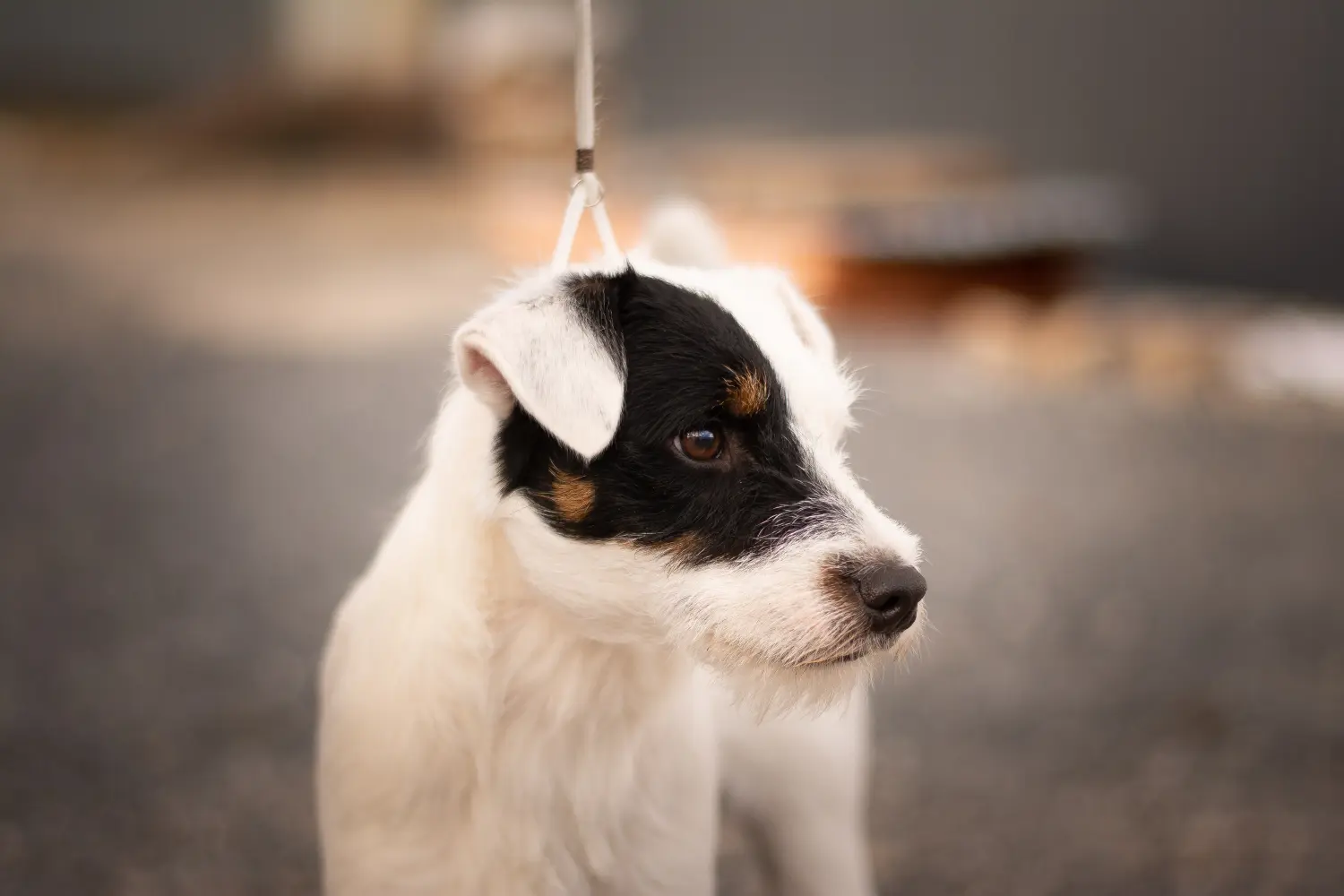 Buying a Jack Russell puppy means taking responsibility! Buy Jack Russell puppies.