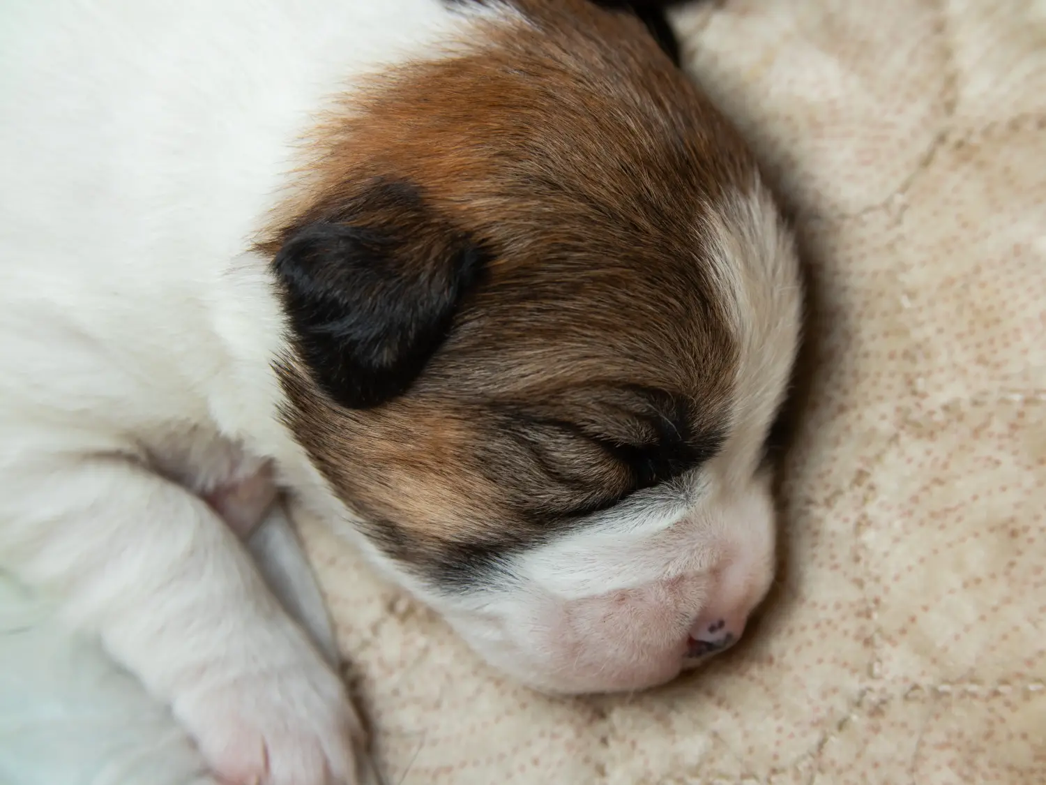 Buying a Jack Russell puppy means taking responsibility! Buy Jack Russell puppies.