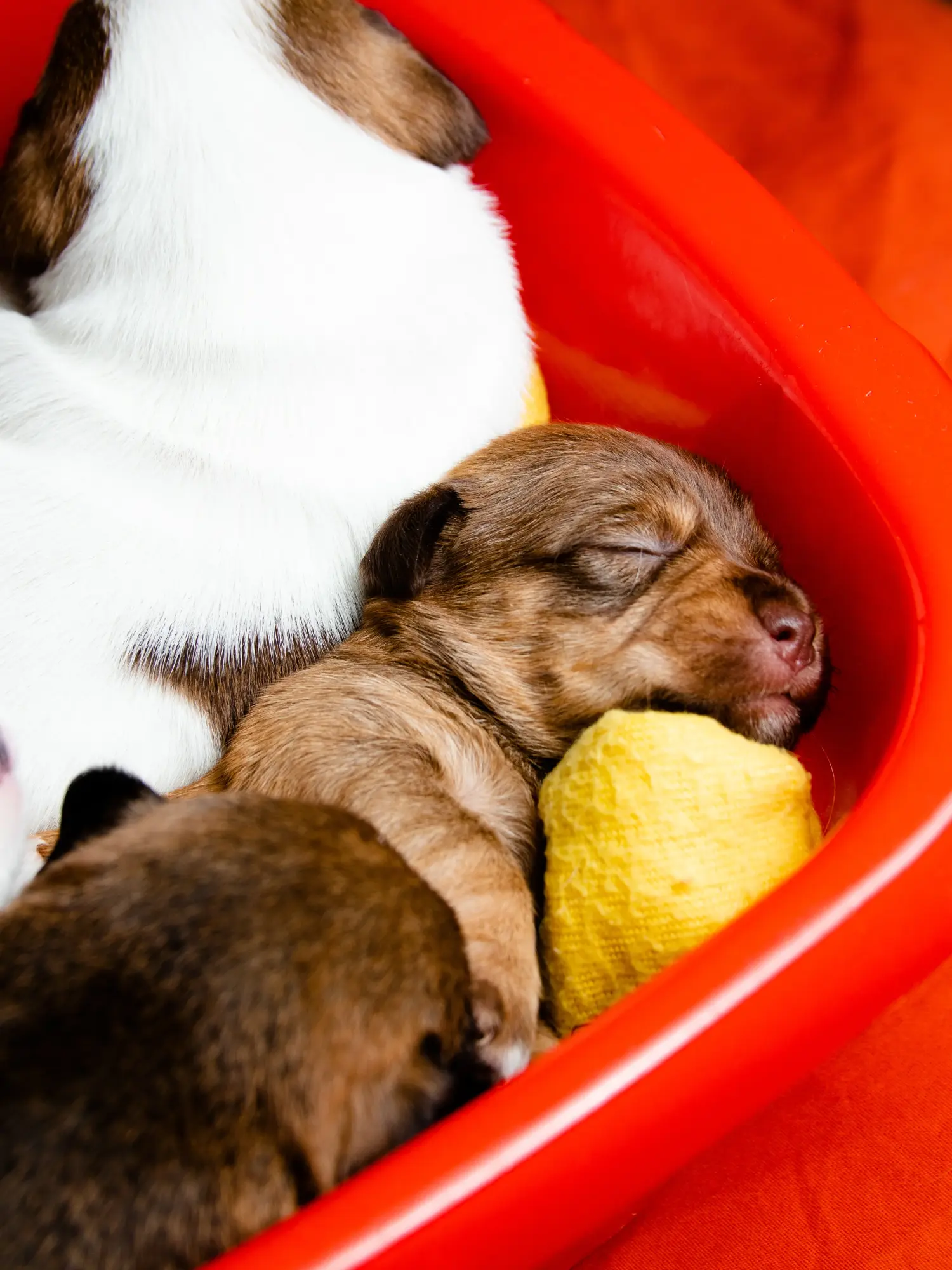 Buying a Jack Russell puppy means taking responsibility! Buy Jack Russell puppies.