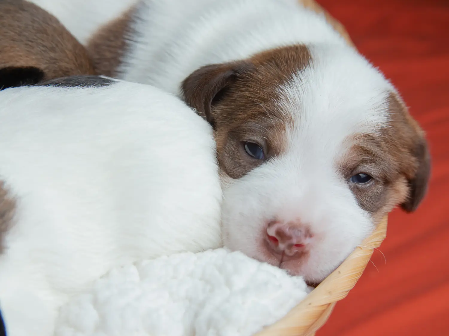 Buying a Jack Russell puppy means taking responsibility! Buy Jack Russell puppies.