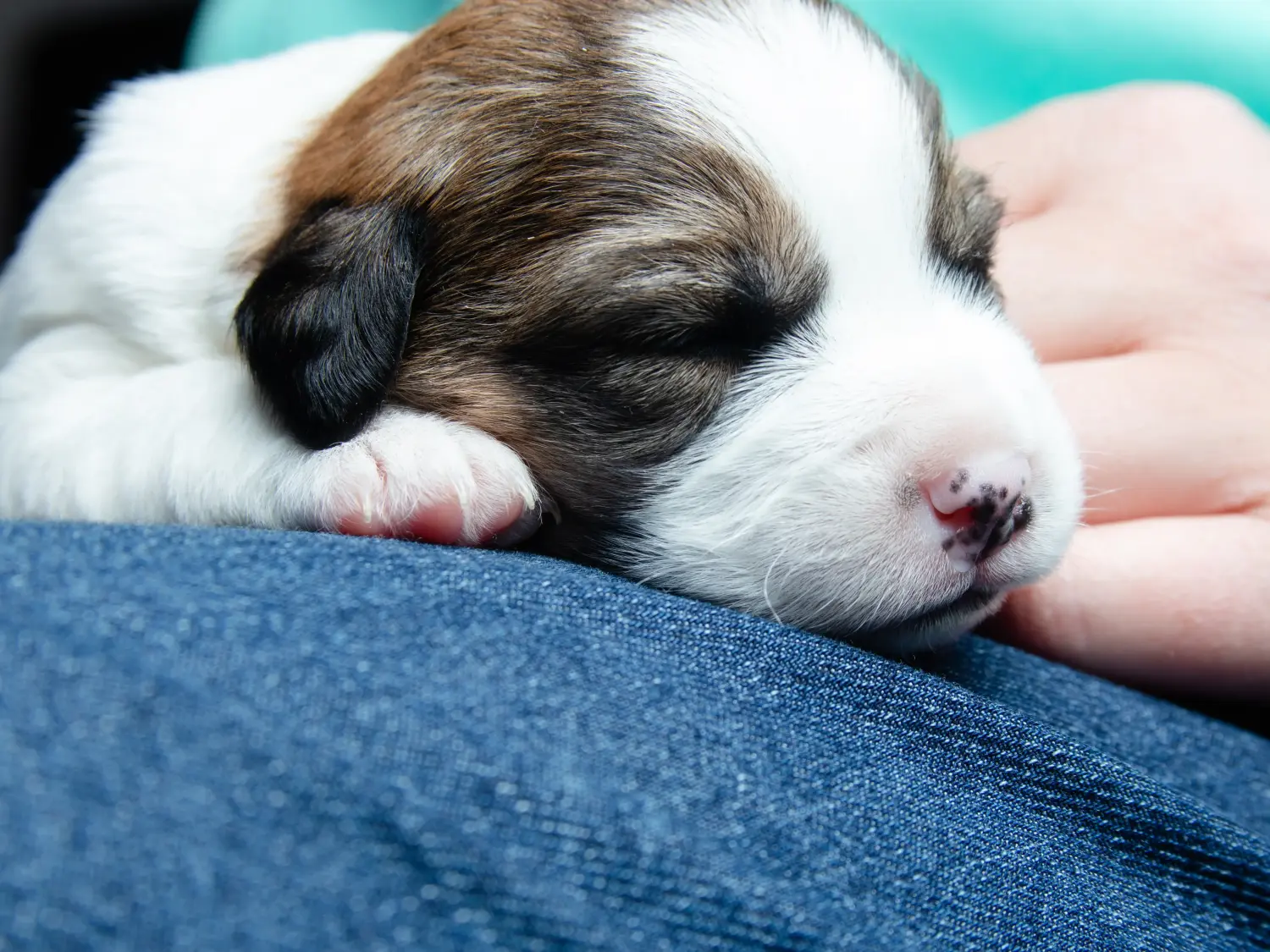 Buying a Jack Russell puppy means taking responsibility! Buy Jack Russell puppies.