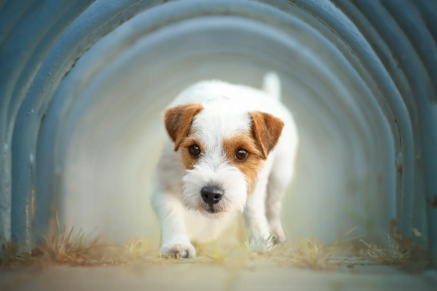 Buying a Jack Russell puppy means taking responsibility! Buy Jack Russell puppies.