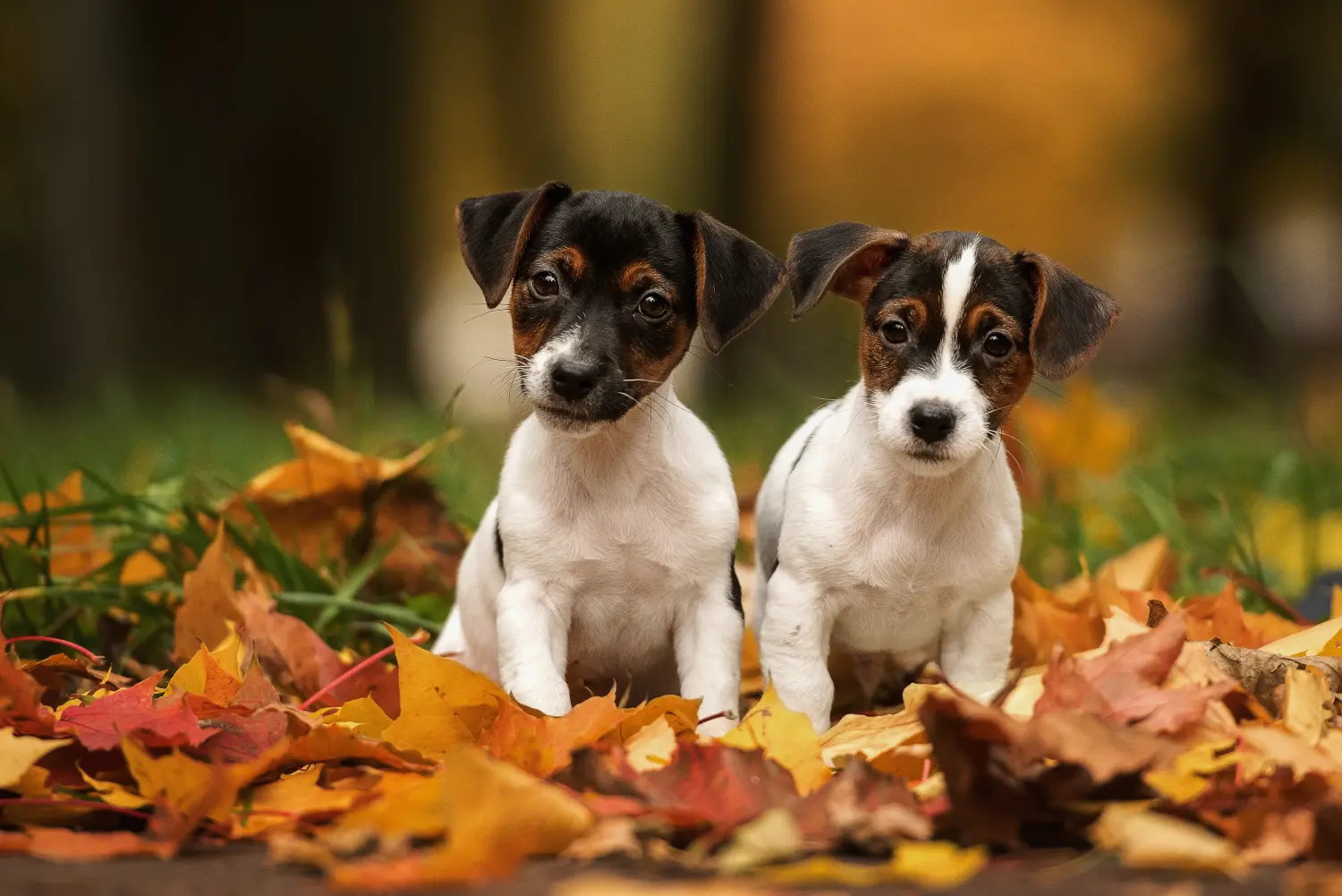 Buying a Jack Russell puppy means taking responsibility! Buy Jack Russell puppies.