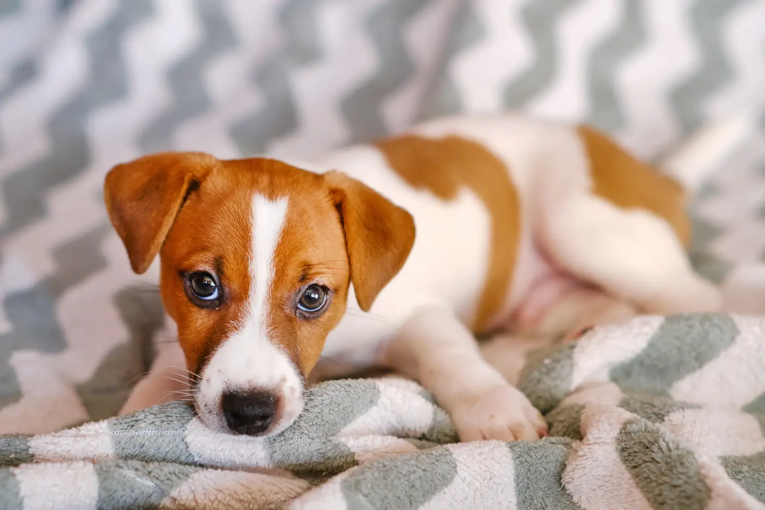 Buying a Jack Russell puppy means taking responsibility! Buy Jack Russell puppies.