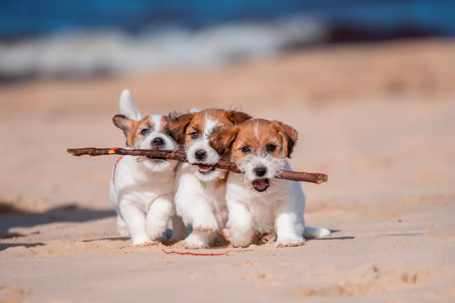 Buying a Jack Russell puppy means taking responsibility! Buy Jack Russell puppies.
