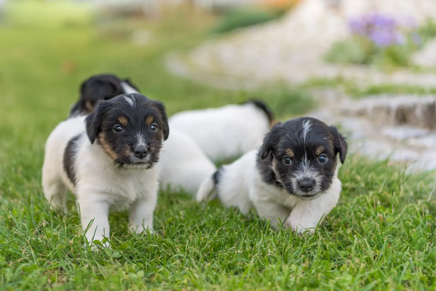 Buying a Jack Russell puppy means taking responsibility! Buy Jack Russell puppies.