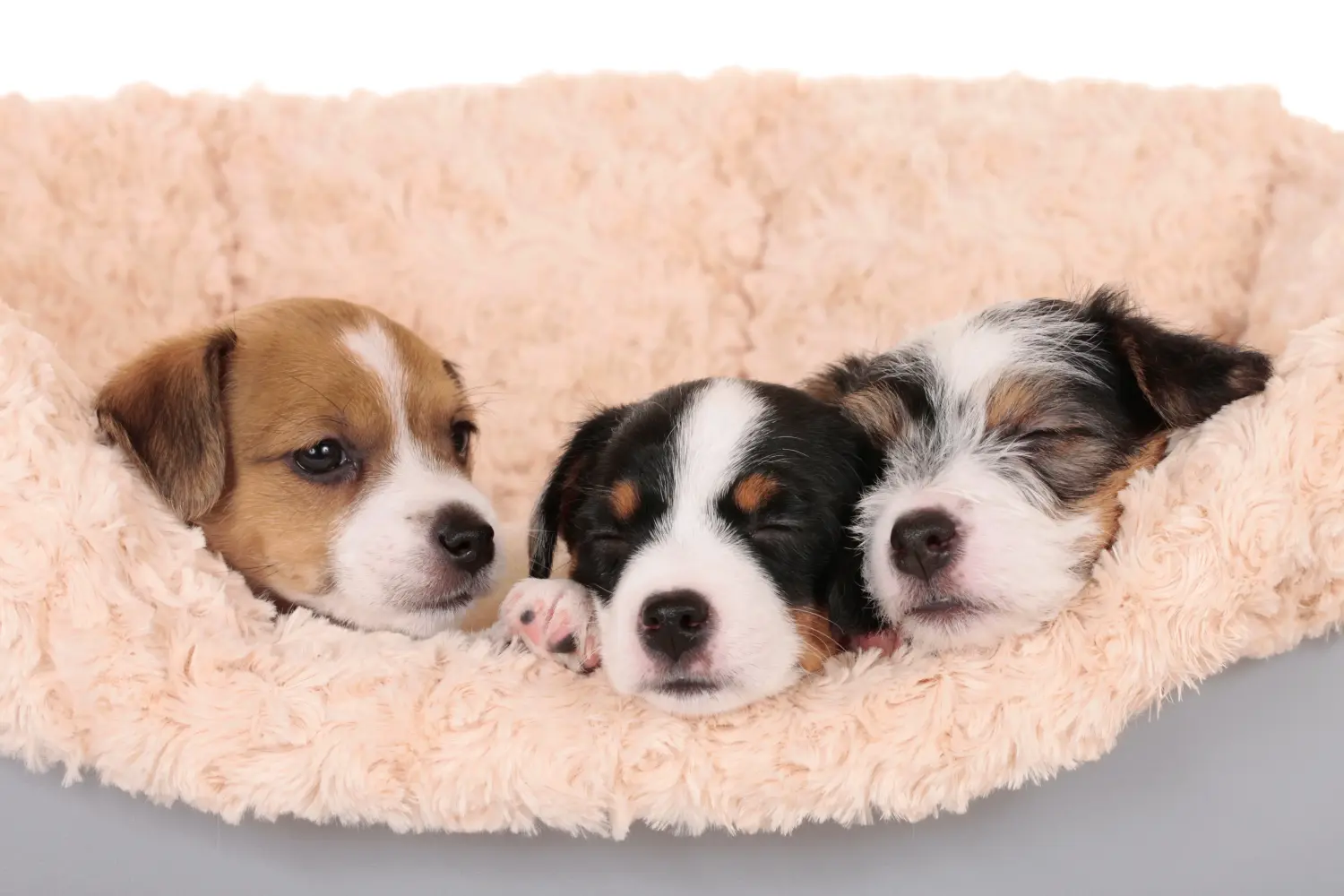 Buying a Jack Russell puppy means taking responsibility! Buy Jack Russell puppies.
