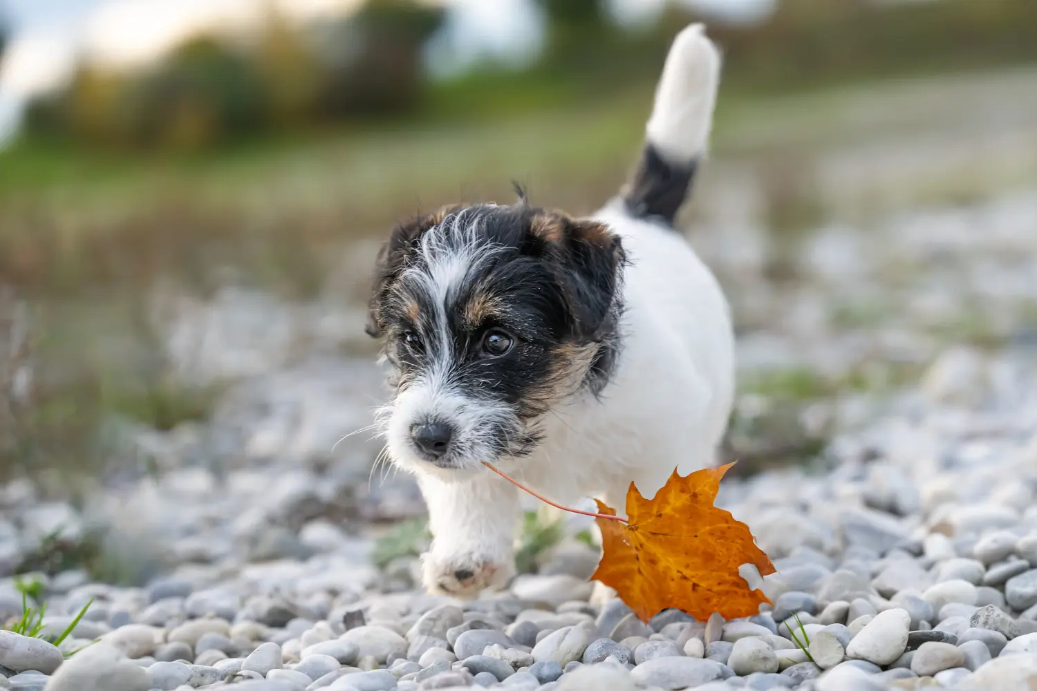 Buying a Jack Russell puppy means taking responsibility! Buy Jack Russell puppies.