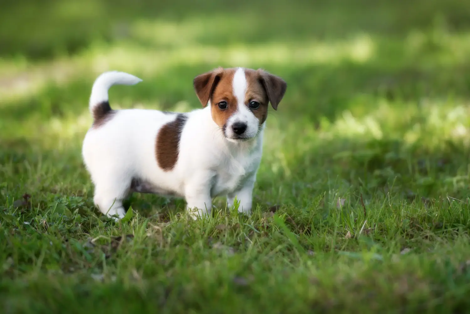 Buying a Jack Russell puppy means taking responsibility! Buy Jack Russell puppies.