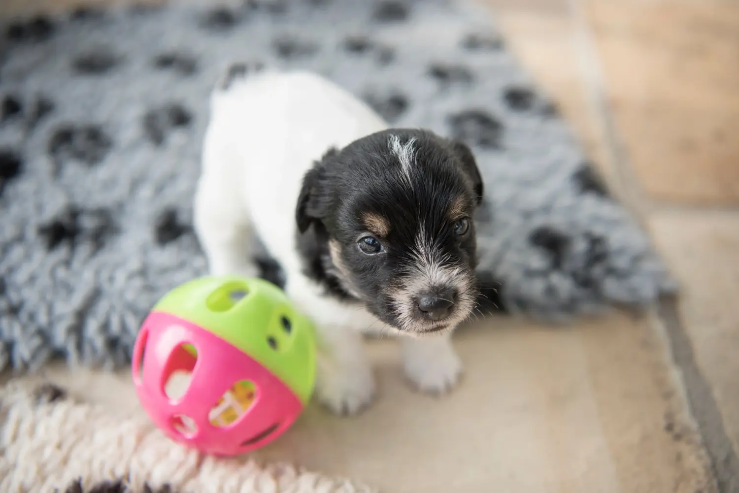 Buying a Jack Russell puppy means taking responsibility! Buy Jack Russell puppies.