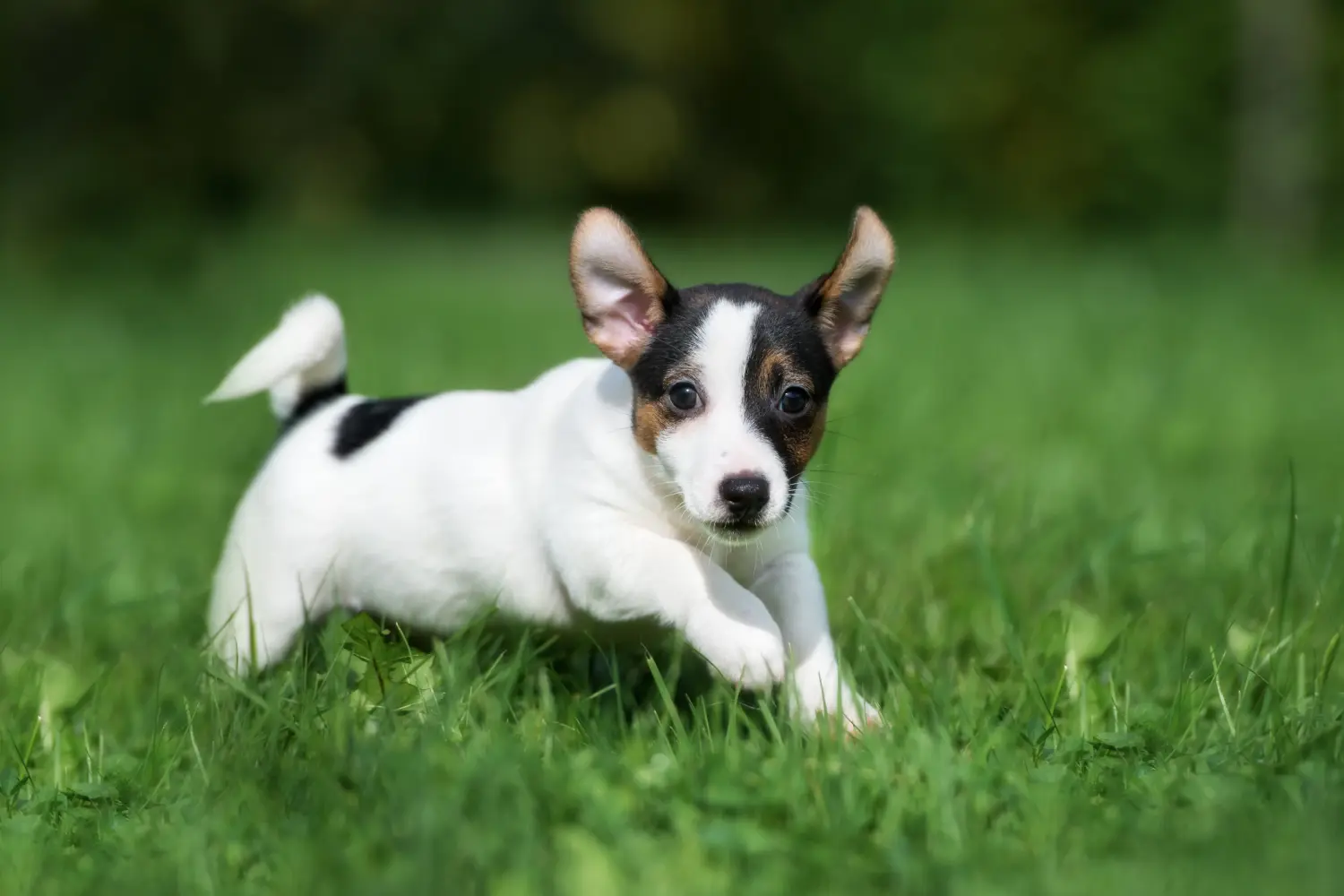 Buying a Jack Russell puppy means taking responsibility! Buy Jack Russell puppies.