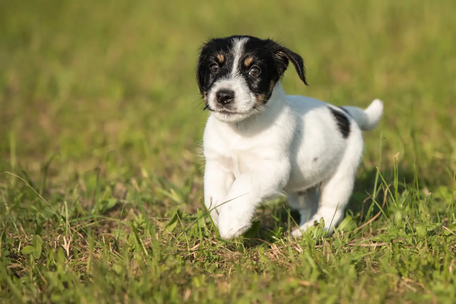 Buying a Jack Russell puppy means taking responsibility! Buy Jack Russell puppies.