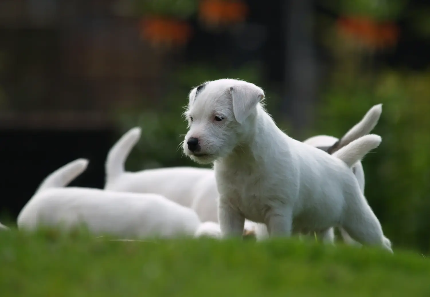 Buying a Jack Russell puppy means taking responsibility! Buy Jack Russell puppies.