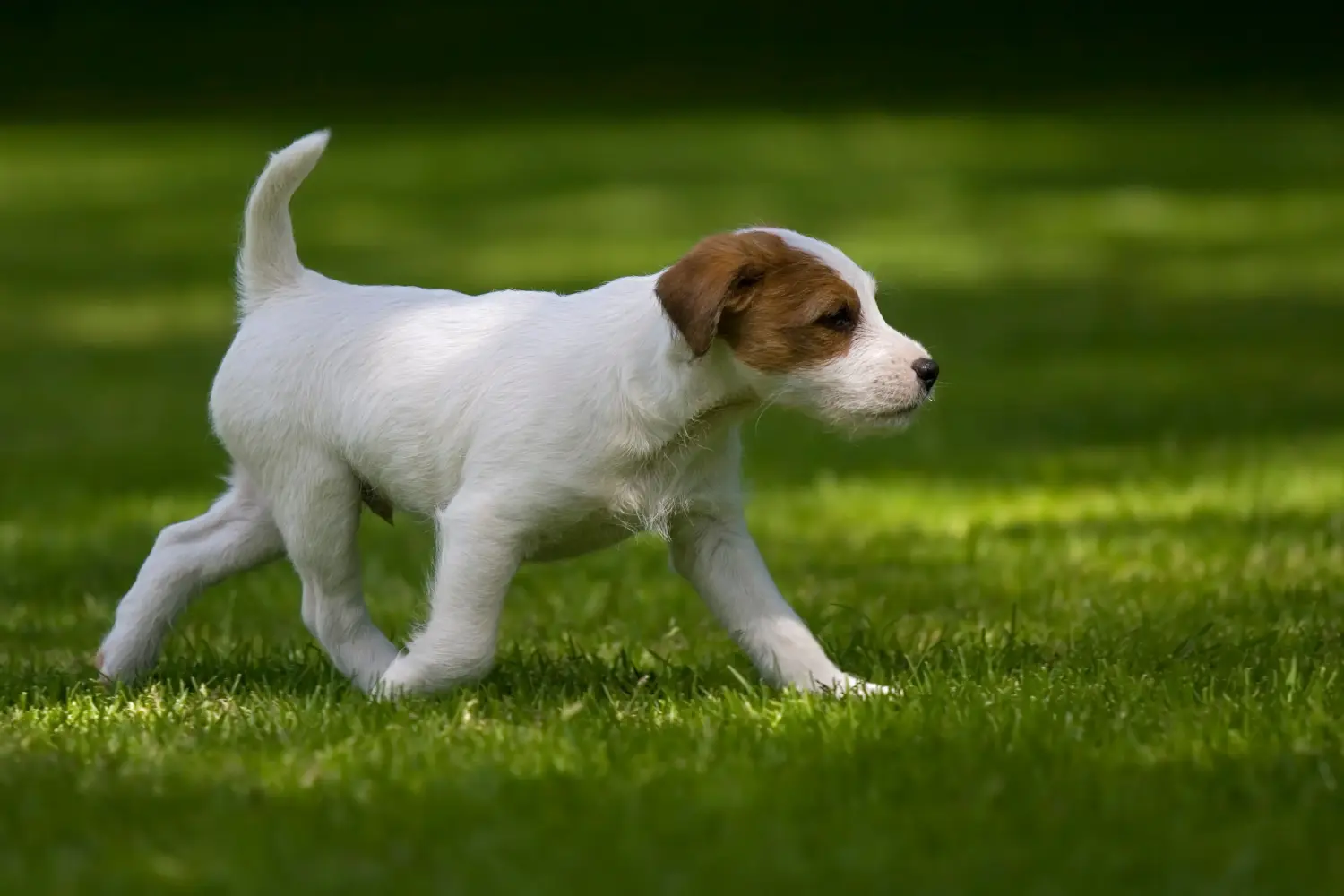 Buying a Jack Russell puppy means taking responsibility! Buy Jack Russell puppies.