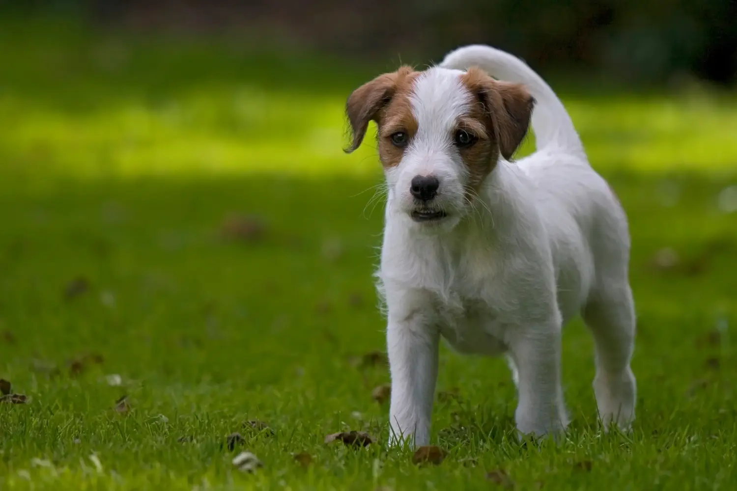 Buying a Jack Russell puppy means taking responsibility! Buy Jack Russell puppies.