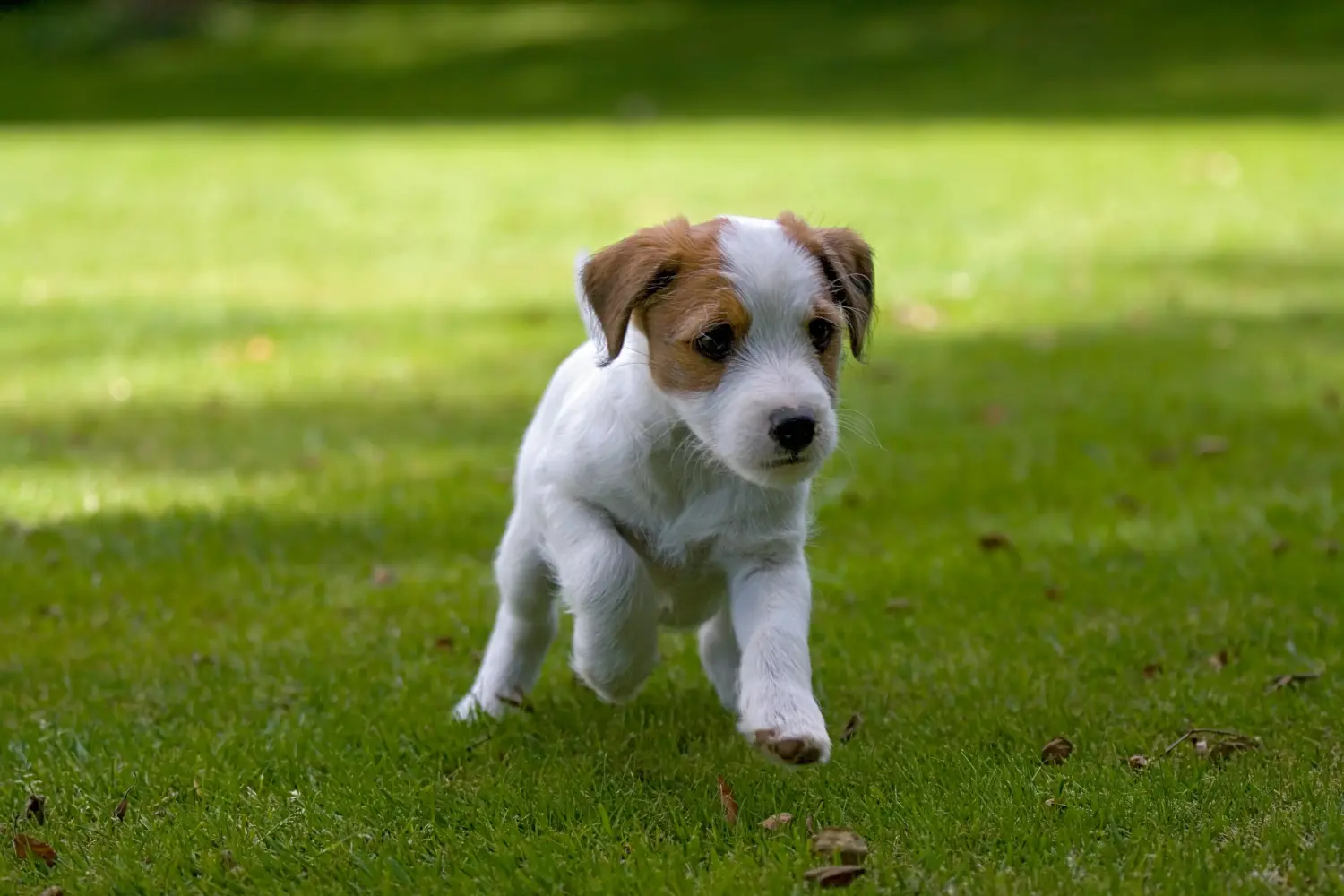 Buying a Jack Russell puppy means taking responsibility! Buy Jack Russell puppies.