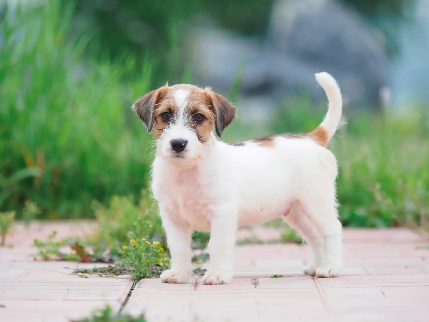 Buying a Jack Russell puppy means taking responsibility! Buy Jack Russell puppies.