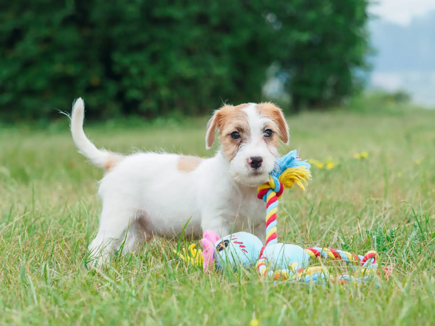 Buying a Jack Russell puppy means taking responsibility! Buy Jack Russell puppies.