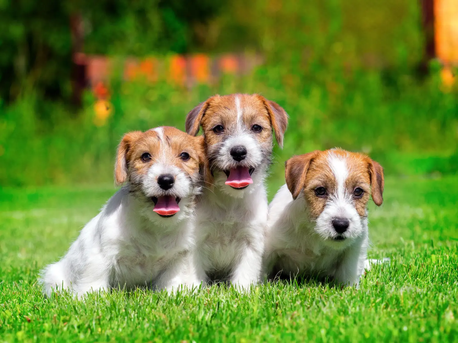 Buying a Jack Russell puppy means taking responsibility! Buy Jack Russell puppies.
