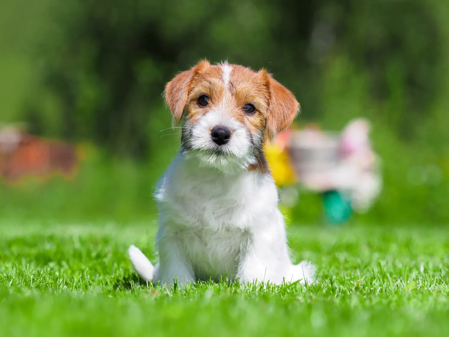 Buying a Jack Russell puppy means taking responsibility! Buy Jack Russell puppies.