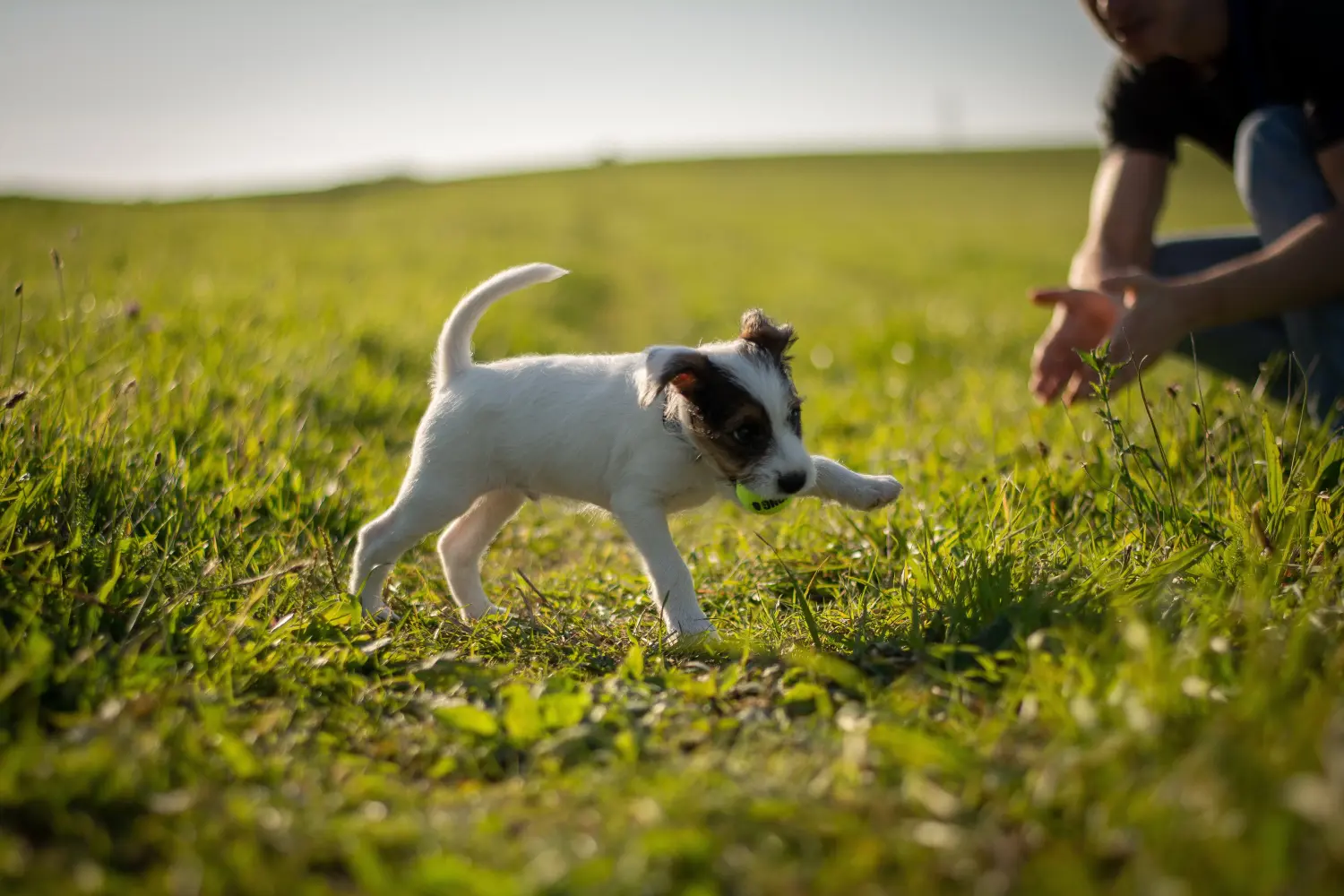 Buying a Jack Russell puppy means taking responsibility! Buy Jack Russell puppies.
