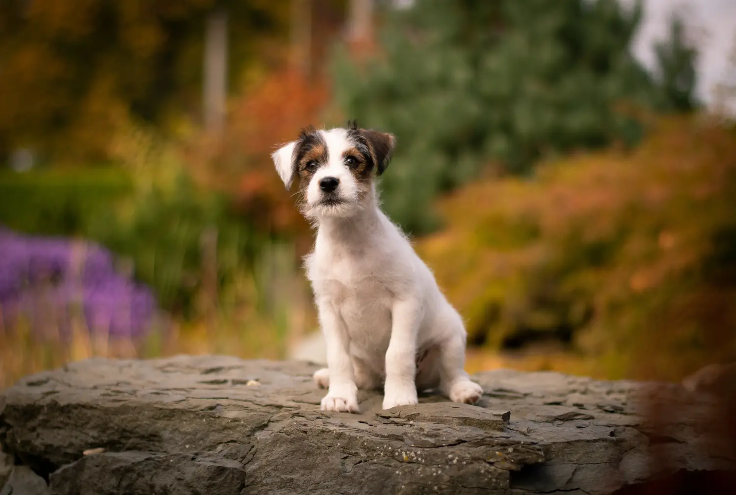 Buying a Jack Russell puppy means taking responsibility! Buy Jack Russell puppies.