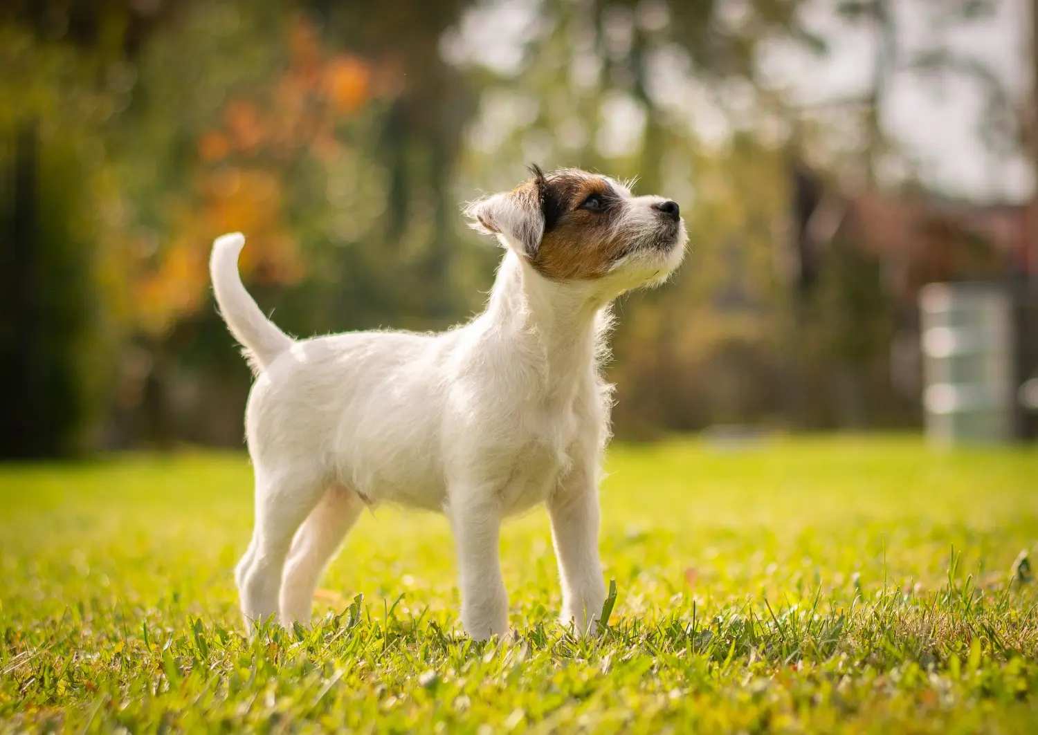 Buying a Jack Russell puppy means taking responsibility! Buy Jack Russell puppies.