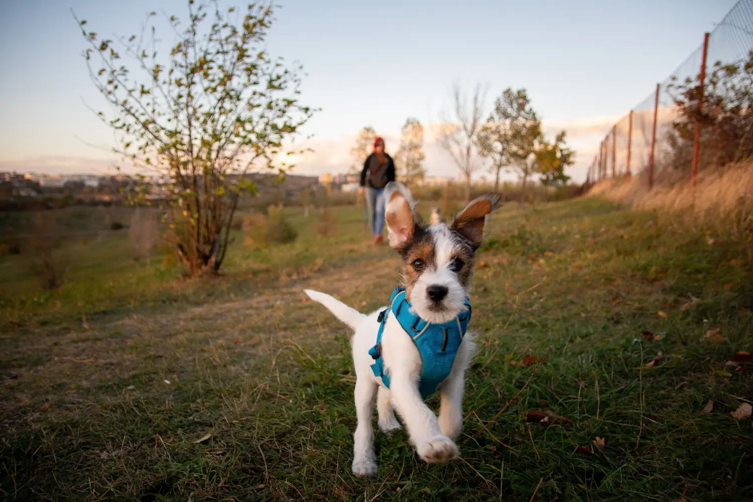 Buying a Jack Russell puppy means taking responsibility! Buy Jack Russell puppies.