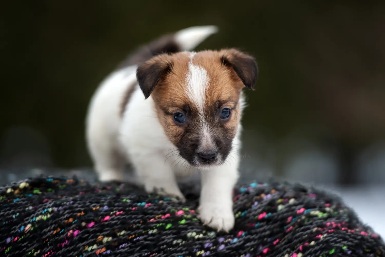 Buying a Jack Russell puppy means taking responsibility! Buy Jack Russell puppies.