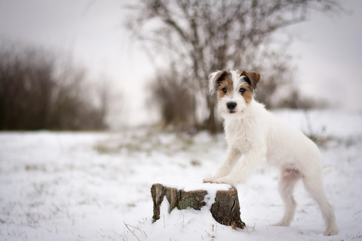 Buying a Jack Russell puppy means taking responsibility! Buy Jack Russell puppies.