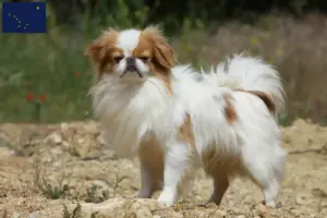 Read more about the article Japan Chin breeders and puppies in Alaska