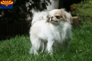 Read more about the article Japan Chin breeders and puppies in Arizona