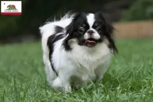 Read more about the article Japan Chin breeders and puppies in California