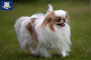 Read more about the article Japan Chin breeders and puppies in Connecticut