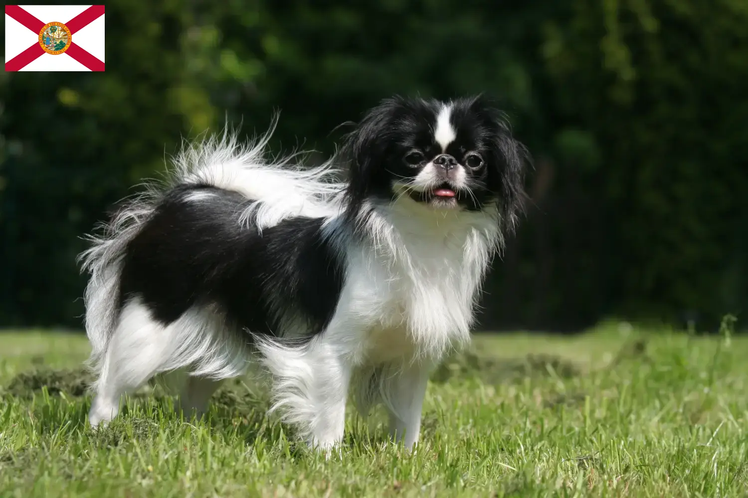 Japan Chin puppies and breeders Florida Find here Japan Chins breeders in Florida.