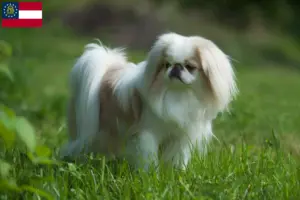 Read more about the article Japan Chin breeders and puppies in Georgia